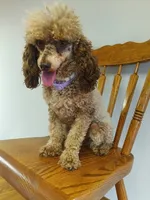 Tira, a female Poodle - Toy  for sale in Fulton, MO – 2 of 7