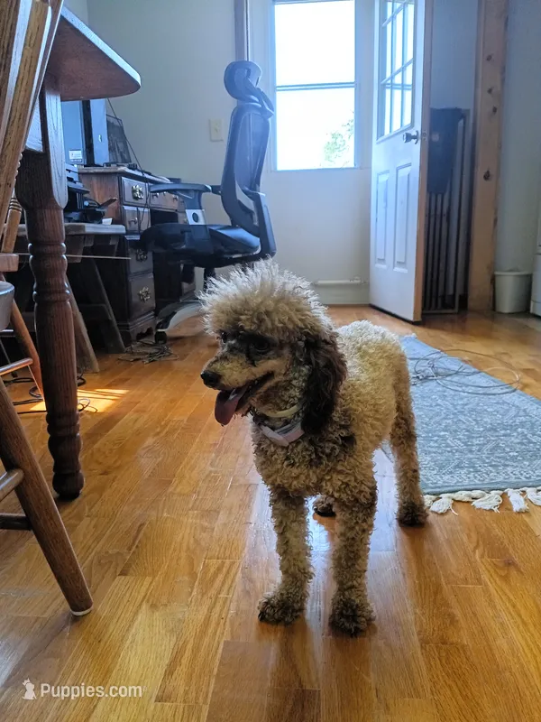 Tira – Poodle - Toy  puppy for sale in Fulton, MO