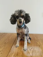 Carly, a female Poodle - Toy  for sale in Fulton, MO – 2 of 6