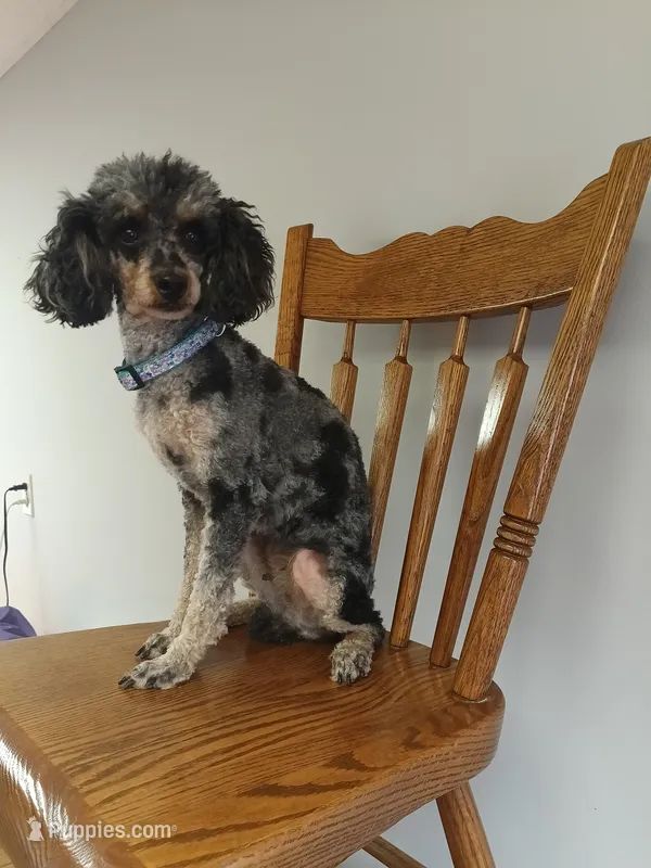 Carly – Poodle - Toy  puppy for sale in Fulton, MO