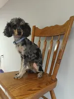 Carly, a female Poodle - Toy  for sale in Fulton, MO – 6 of 6