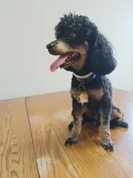 Regaliz, a male Poodle - Toy  for sale in Fulton, MO – 4 of 6
