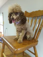Tira, a female Poodle - Toy  for sale in Fulton, MO – 7 of 7