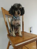Carly, a female Poodle - Toy  for sale in Fulton, MO – 3 of 6