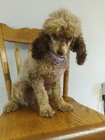 Tira, a female Poodle - Toy  for sale in Fulton, MO – 4 of 7
