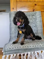 Regaliz, a male Poodle - Toy  for sale in Fulton, MO – 2 of 6