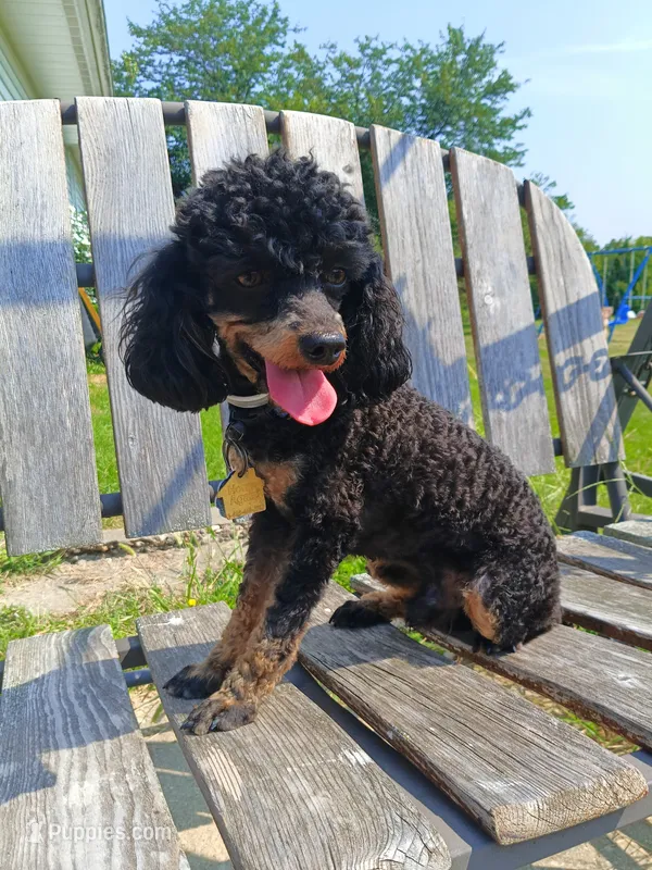 Regaliz – Poodle - Toy  puppy for sale in Fulton, MO