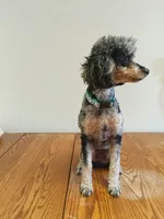 Carly, a female Poodle - Toy  for sale in Fulton, MO – 5 of 6