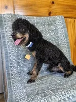 Regaliz, a male Poodle - Toy  for sale in Fulton, MO – 5 of 6