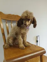 Tira, a female Poodle - Toy  for sale in Fulton, MO – 5 of 7