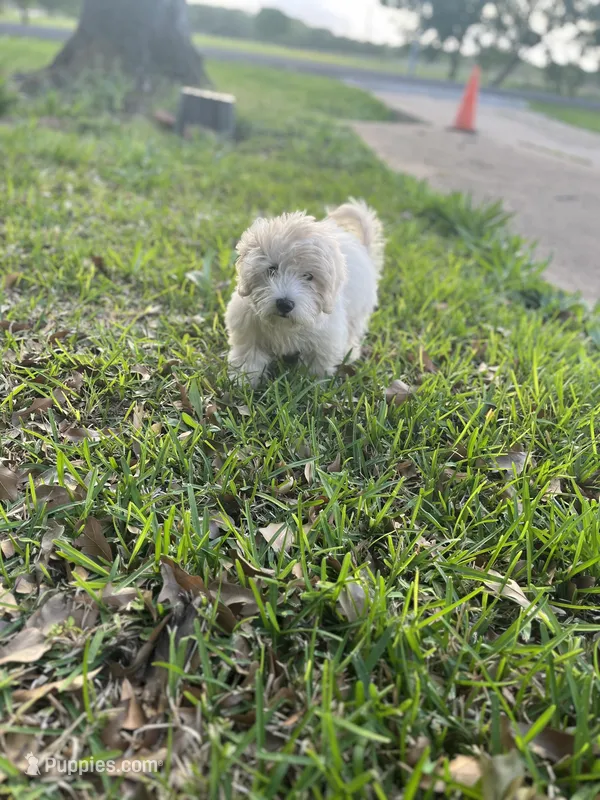 Yoshi – Maltese puppy for sale in Jacinto City, TX