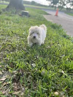 Yoshi, a male Maltese for sale in Jacinto City, TX – Photo 1 of 2