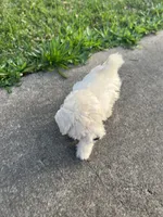 Yoshi, a male Maltese for sale in Jacinto City, TX – Photo 2 of 2