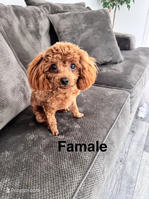 Luna AKC – Poodle - Toy  puppy for sale in Moses Lake, WA
