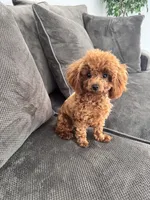 Luna AKC, a female Poodle - Toy  for sale in Moses Lake, WA – 2 of 3