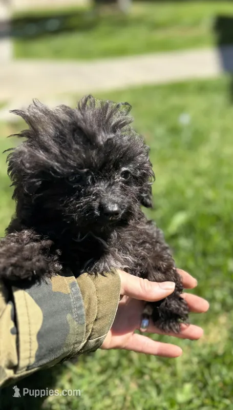 Pepper – Poodle - Toy  puppy for sale in Moses Lake, WA