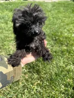 Pepper, a female Poodle - Toy  for sale in Moses Lake, WA – Photo 3 of 3