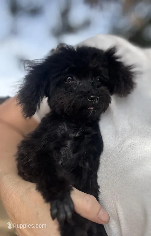 Pepper – Poodle - Toy  puppy for sale in Moses Lake, WA