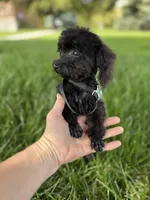 Pepper, a female Poodle - Toy  for sale in Moses Lake, WA – Photo 3 of 5