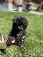 Pepper, a female Poodle - Toy  for sale in Moses Lake, WA – Photo 2 of 3