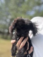 Pepper, a female Poodle - Toy  for sale in Moses Lake, WA – Photo 2 of 5