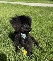 Pepper, a female Poodle - Toy  for sale in Moses Lake, WA – Photo 4 of 5