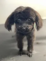 Pepper, a female Poodle - Toy  for sale in Moses Lake, WA – Photo 5 of 5