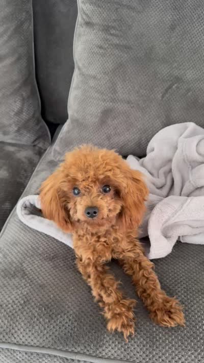 Luna AKC, a female Poodle - Toy  for sale in Moses Lake, WA – 3 of 3