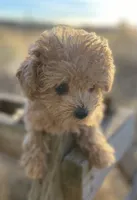 Poppy, a female Yorkipoo and Poodle - Toy  for sale in Moses Lake, WA – Photo 3 of 4