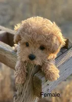 Poppy, a female Yorkipoo and Poodle - Toy  for sale in Moses Lake, WA – Photo 1 of 4