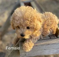 Poppy, a female Yorkipoo and Poodle - Toy  for sale in Moses Lake, WA – Photo 4 of 4