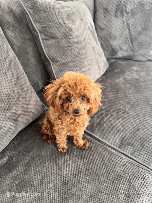 Luna AKC – Poodle - Toy  puppy for sale in Moses Lake, WA