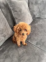 Luna AKC, a female Poodle - Toy  for sale in Moses Lake, WA – 1 of 3