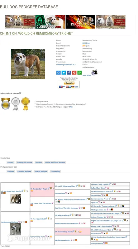 Buford – English Bulldog puppy for sale in San Tan Valley, AZ