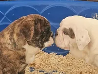 Brindie , a female English Bulldog for sale in San Tan Valley, AZ – Photo 2 of 10