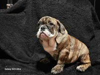 Brindie , a female English Bulldog for sale in San Tan Valley, AZ – Photo 8 of 10