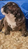 Brindie , a female English Bulldog for sale in San Tan Valley, AZ – Photo 5 of 10