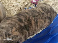 Brindie , a female English Bulldog for sale in San Tan Valley, AZ – Photo 9 of 10