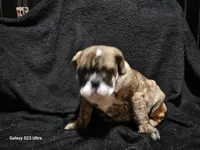 Brindie , a female English Bulldog for sale in San Tan Valley, AZ – Photo 10 of 10