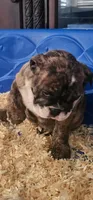 Brindie , a female English Bulldog for sale in San Tan Valley, AZ – Photo 1 of 10