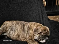 Brindie , a female English Bulldog for sale in San Tan Valley, AZ – Photo 4 of 10