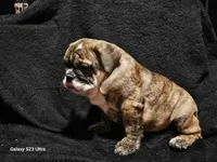 Brindie , a female English Bulldog for sale in San Tan Valley, AZ – Photo 7 of 10