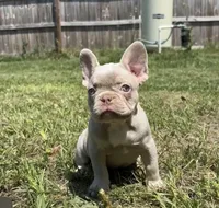 Cupcake, a female French Bulldog for sale in Ocala, FL – Photo 2 of 2