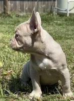 Cupcake, a female French Bulldog for sale in Ocala, FL – Photo 1 of 2