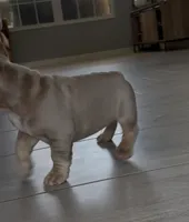 Hulk, a male French Bulldog for sale in Ocala, FL – Photo 3 of 3