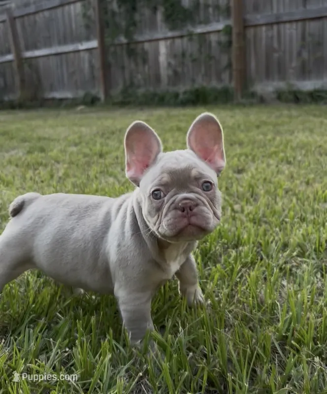 Hulk – French Bulldog puppy for sale in Ocala, FL