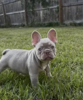 Hulk, a male French Bulldog for sale in Ocala, FL – Photo 1 of 3