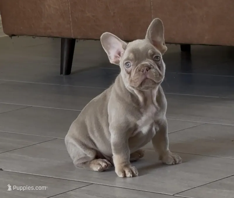 Yoda – French Bulldog puppy for sale in Ocala, FL