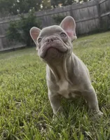 Yoda, a male French Bulldog for sale in Ocala, FL – Photo 3 of 3