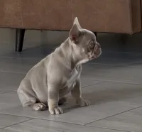 Yoda, a male French Bulldog for sale in Ocala, FL – Photo 2 of 3